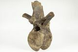 Hadrosaur (Brachylophosaur) Dorsal Vertebra on Stand - Montana #202231-3